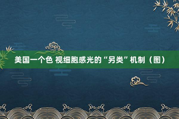 美国一个色 视细胞感光的“另类”机制（图）
